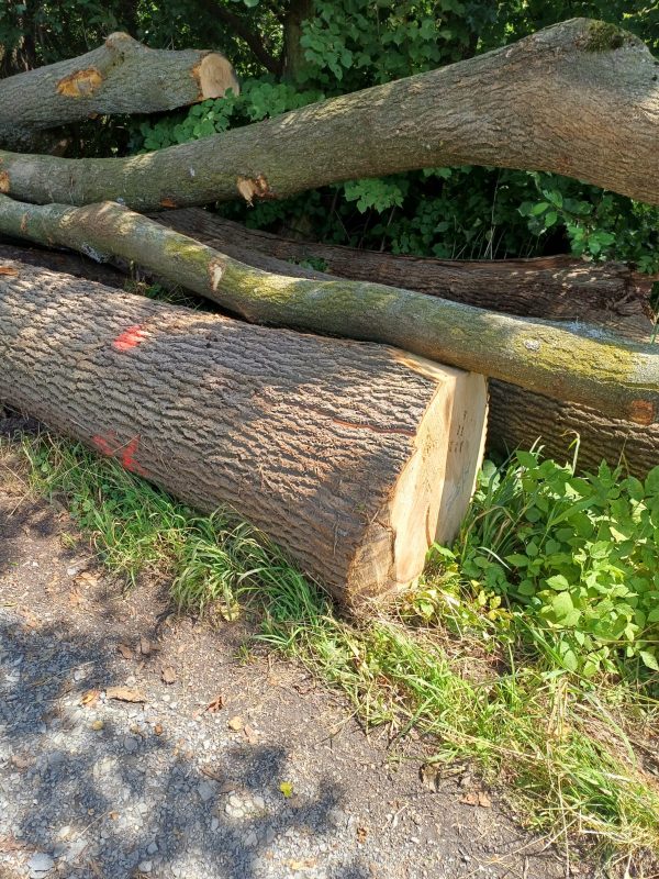 ROUND ASH WOOD WITH BARK 