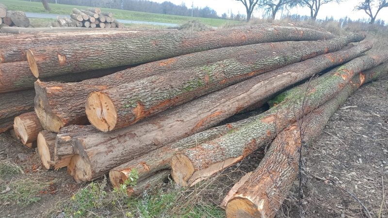 ROUND ALDER WOOD WITH BARK 